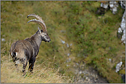 Blick ins Tal hinab... Steinbock *Capra ibex* in seinem natürlichen Lebensraum