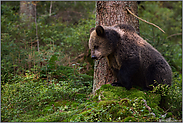 Bärennachwuchs... Europäischer Braunbär *Ursus arctos*