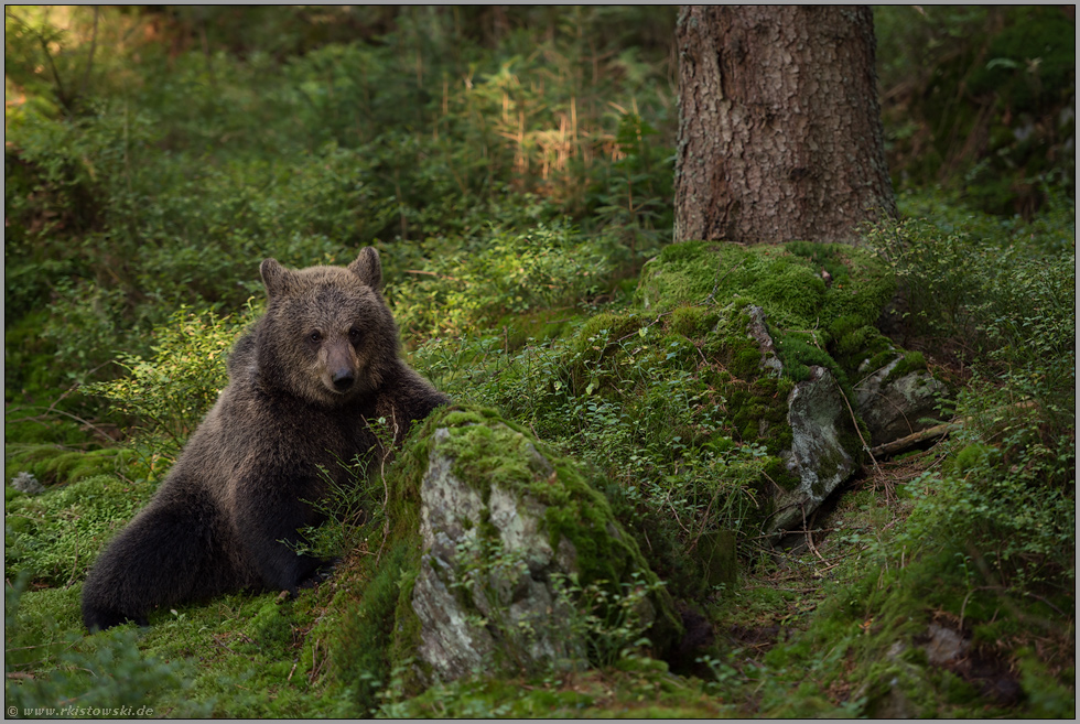 im Wald... Europäischer Braunbär *Ursus arctos*