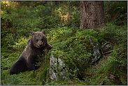 im Wald... Europäischer Braunbär *Ursus arctos*