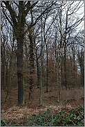 alter Mischwald... Hambacher Forst *Nordrhein-Westfalen*