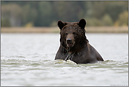im Wasser...  Europäischer Braunbär *Ursus arctos* beim Bad im See