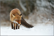 listiger Blick... Rotfuchs *Vulpes vulpes* unterwegs im Schnee