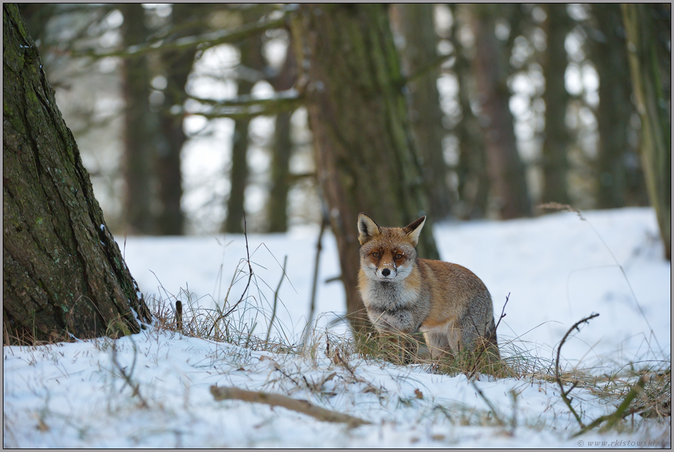 vorsichtig auf Distanz... Rotfuchs *Vulpes vulpes*