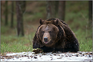 ohhhh... Europäischer Braunbär *Ursus arctos* untersucht Schneereste