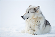 wunderschöne Augen... Timberwolf *Canis lupus lycaon* oder auch Nordamerikanischer Grauwolf