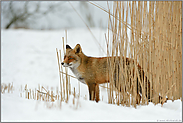 vorsichtiger Blick... Rotfuchs *Vulpes vulpes*, Fuchs steht im Schnee am Rand vom Ried