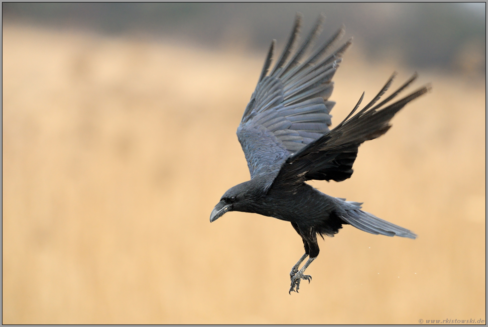 im Flug... Kolkrabe *Corvus corax *, Einflug über trockenem Schilf