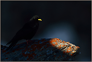 Vogel der Berge... Alpendohle *Pyrrhocorax graculus* im letzten Spotlight