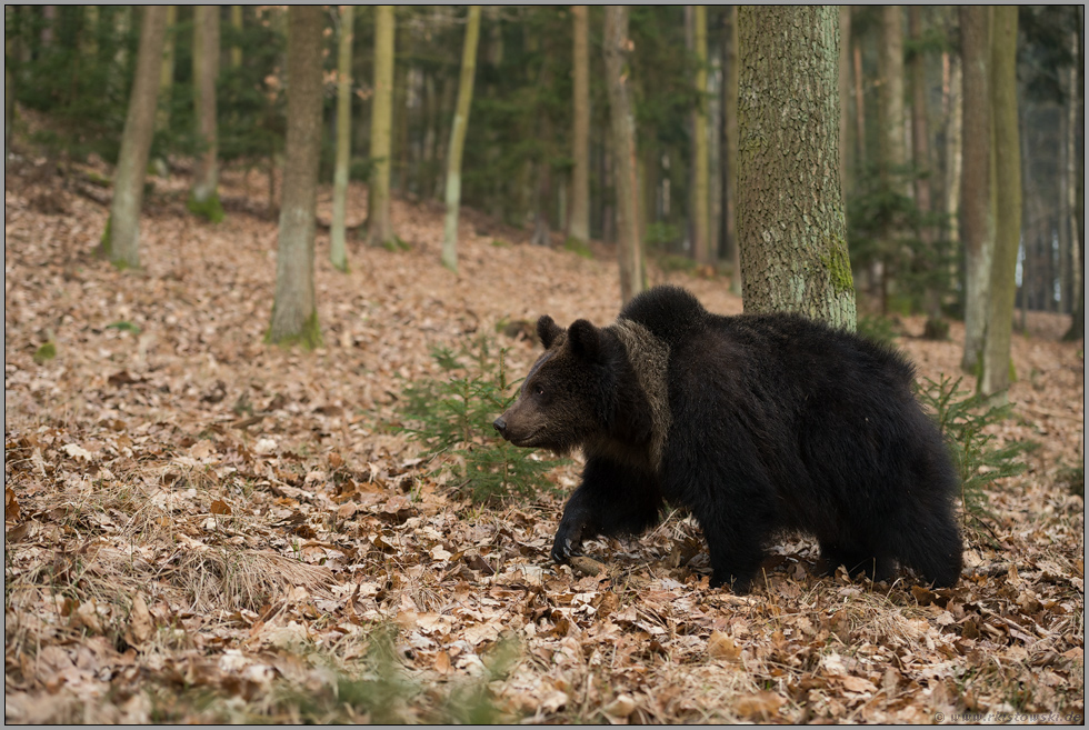 auf der Wanderung... Europäischer Braunbär *Ursus arctos* auf seinem Weg durch den Wald