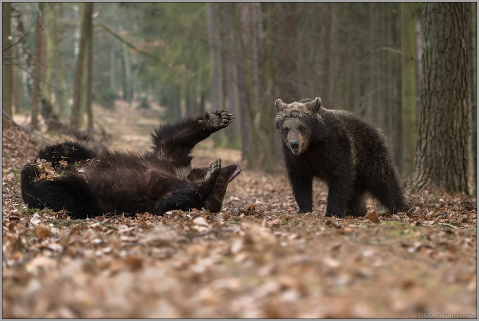 Kräftemessen... Braunbären *Ursus arctos*, Jungbären bei einer spielerischen Auseinandersetzung