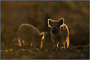 kleine Racker... Wildschweine *Sus scrofa*, Wildschweinfrischlinge in jungem Alter