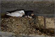 fast flügge... Rauchschwalbe *Hirundo rustica*, leuzistischer Jungvogel teilt mit normal gefärbten Geschwistern das Nest