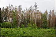 der Wald stirbt... Fichtenwald *Sauerland*, abgestorbene Bäume in Kontrast zu frischem Grün