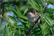 hoch oben im Baum... Neuntöter *Lanius collurio*, weiblicher Altvogel schaut nach dem Rechten