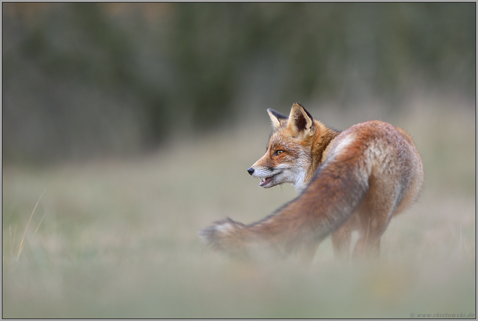 Softie... Rotfuchs *Vulpes vulpes* schaut sich um