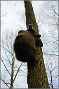 nicht zu unterschätzen... Europäischer Braunbär *Ursus arctos* klettert auf einen Baum