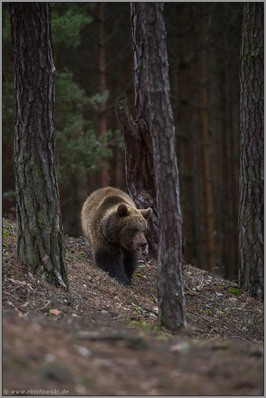 im Bergwald... Europäischer Braunbär *Ursus arctos* im natürlichen Lebensraum
