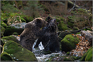 Kräftemessen... Europäische Braunbären *Ursus arctos* toben im Wasser eines Wildbachs