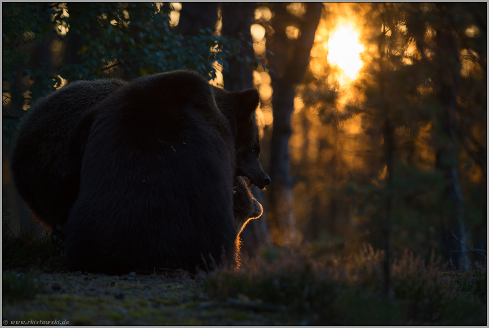 Raubtiere... Europäischer Braunbär *Ursus arctos*, zwei Bären frühmorgens im dunklen Wald bei Sonnenaufgang