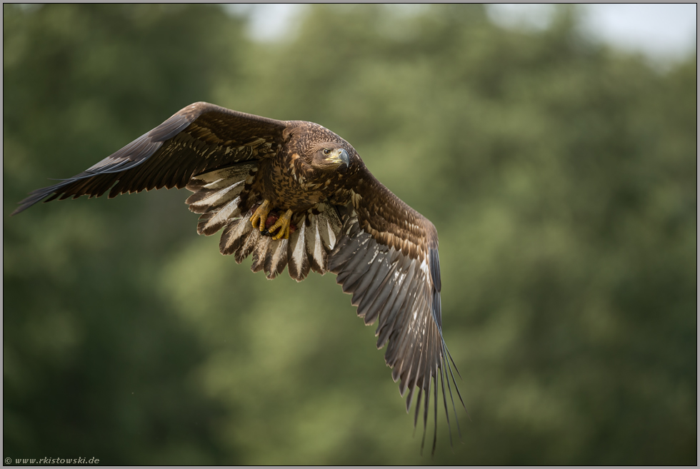 grimmiger Blick... Seeadler *Haliaeetus albicilla*, immaturer Adler im Flug, frontale Aufnahme