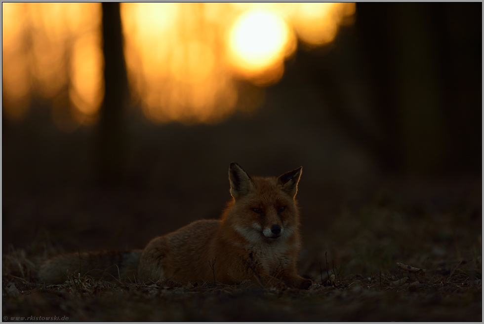 Ruhe... Rotfuchs *Vulpes vulpes* ruht spätabends im Wald, Gegenlichtaufnahme
