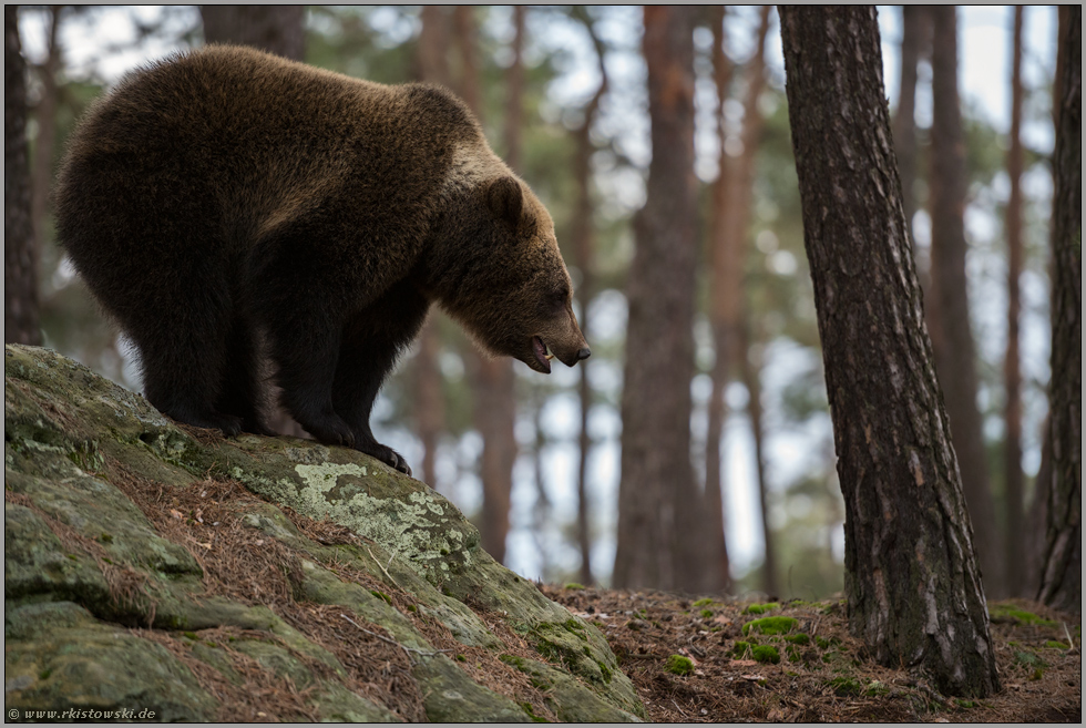 auf den Felsen... Europäischer Braunbär *Ursus arctos* nutzt einen Felsen, um sich umzuschauen