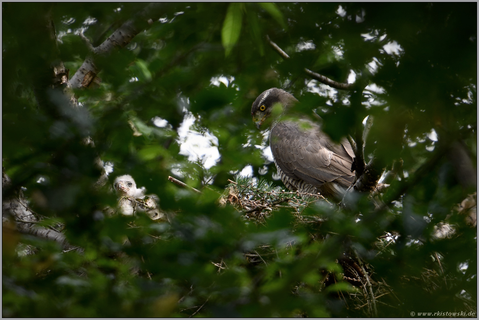 alt und jung... Habicht *Accipiter gentilis*, Habichtweibchen mit Nachwuchs am Nest