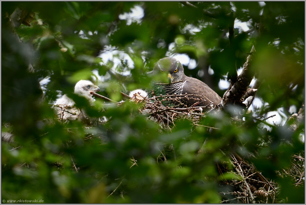 dreifacher Nachwuchs... Habicht *Accipiter gentilis*, Habichtweibchen mit Nestlingen, Habichtküken