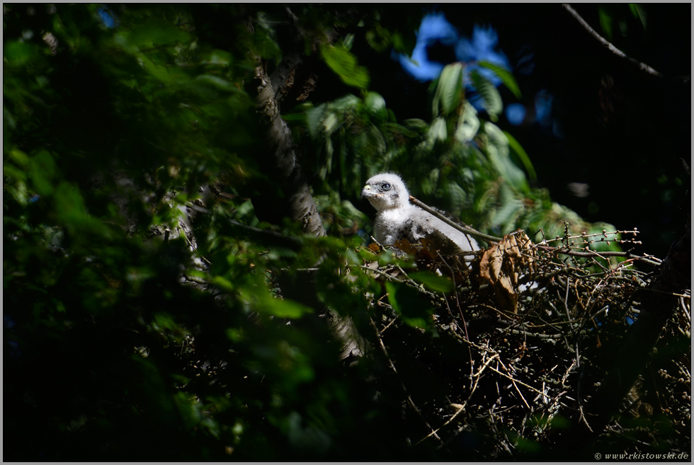 hoch oben in der Baumkrone... Habicht *Accipiter gentilis*, Habichtküken im Nest