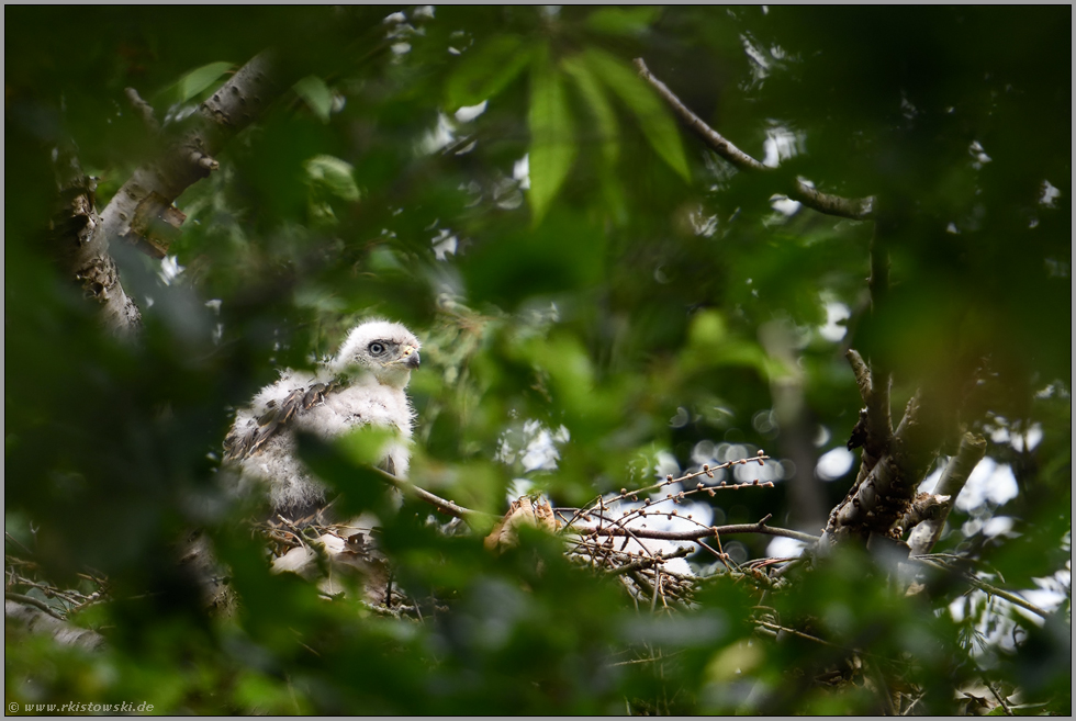 Ausschau... Habicht *Accipiter gentilis*, Habichtküken wartet auf