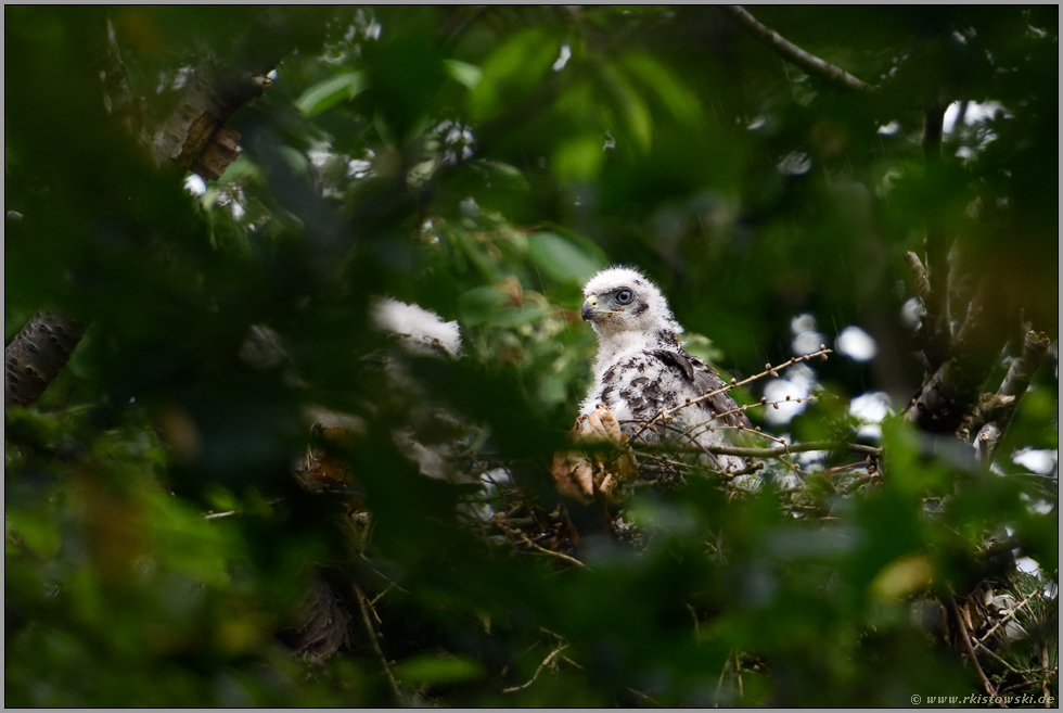 Nesthocker... Habicht *Accipiter gentilis*, mausernder Jungvogel im Regen