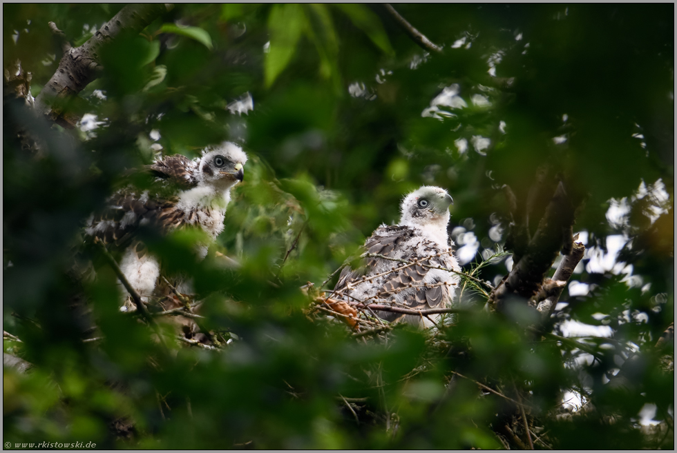 im Habichthorst... Habicht *Accipiter gentilis*, Habichtküken, Jungvögel in der Mauser