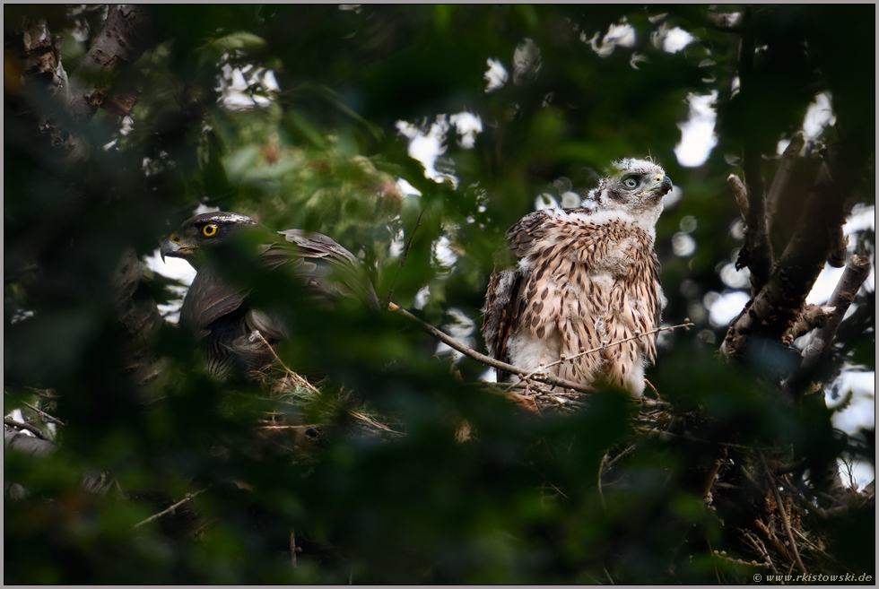 Obacht in alle Richtungen... Habicht *Accipiter gentilis*, Altvogel und Jungvogel halten gemeinsam Ausschau