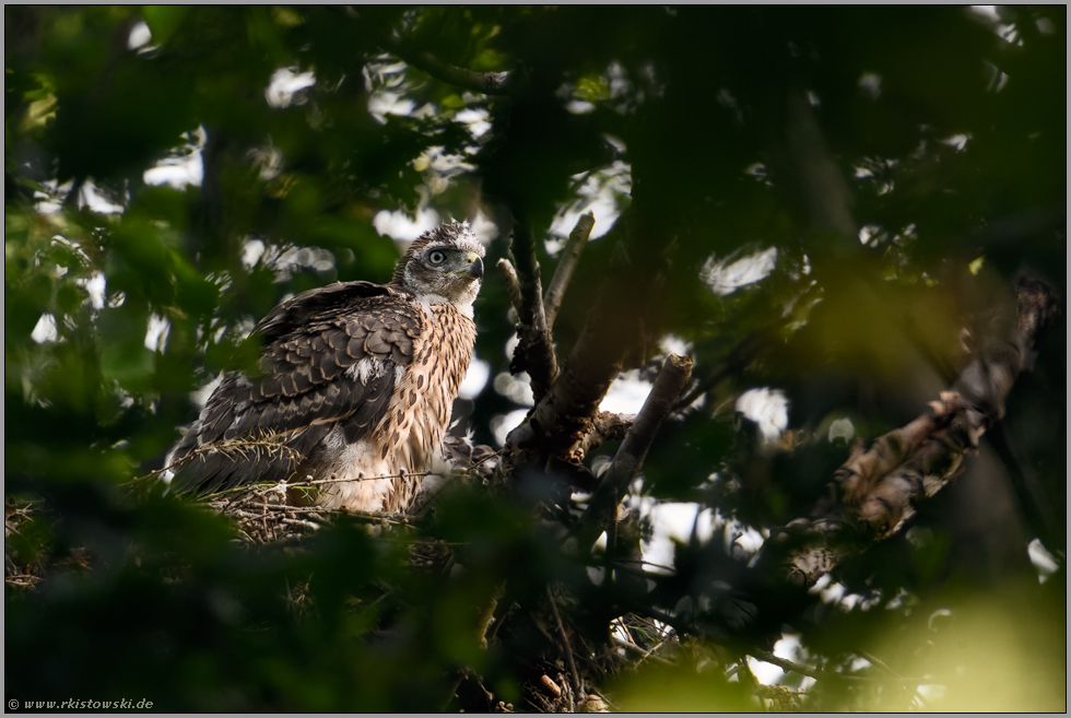 junger Habicht... Habicht *Accipiter gentilis* auf dem Horst, Übergang ins Ästlingsstadium