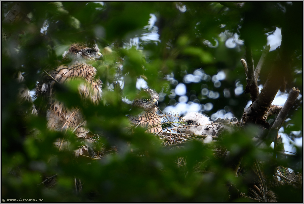 ein, zwei, drei... Habicht *Accipiter gentilis*, Jungvögel, Nestlinge auf ihrem Horst