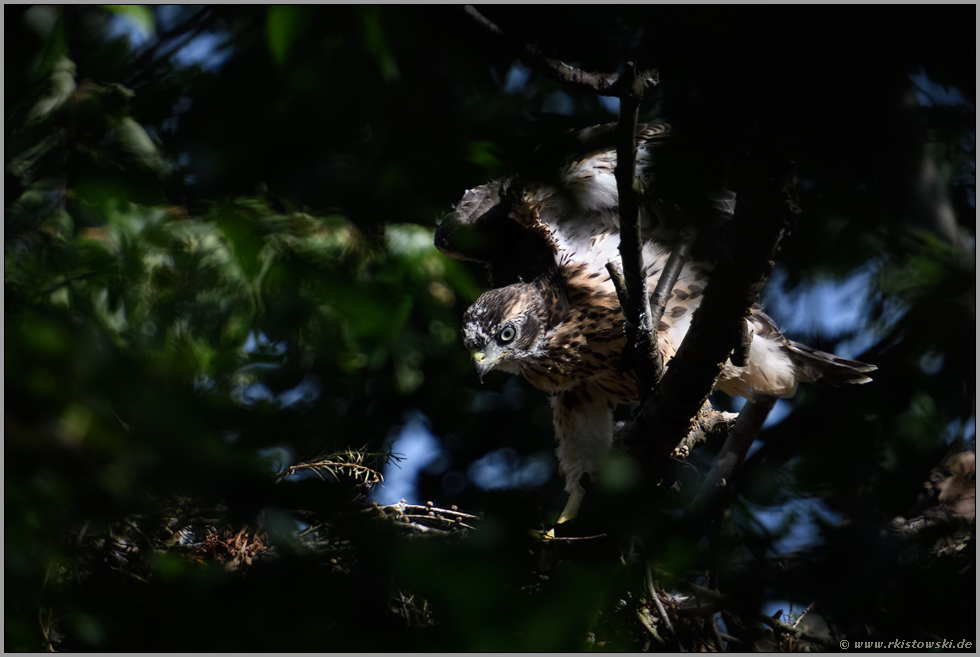 bald startklar... Habicht *Accipiter gentilis*, Habichtästling trainiert auf dem Horst das Gleichgewichtsgefühl