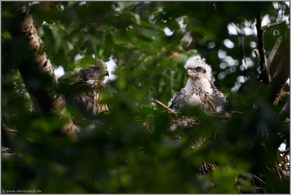 die zwei vom Balkon... Habicht *Accipiter gentilis*, Jungvögel, Nestlinge auf ihrem Horst