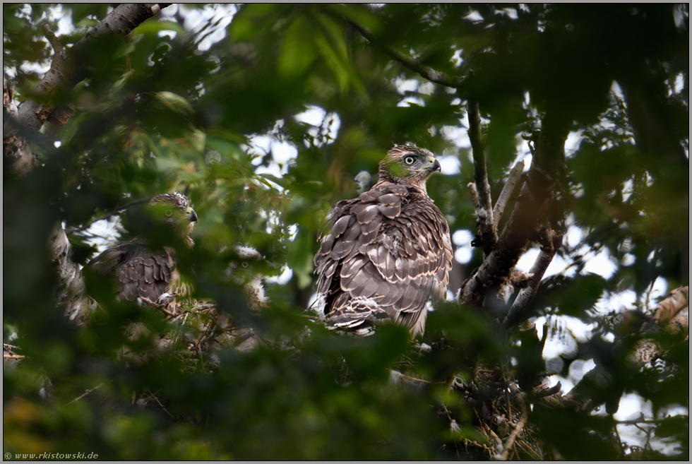 in Wartestellung... Habicht *Accipiter gentilis*, junge, bald flügge Habichte auf ihrem Horst hoffen geduldig auf Fütterung