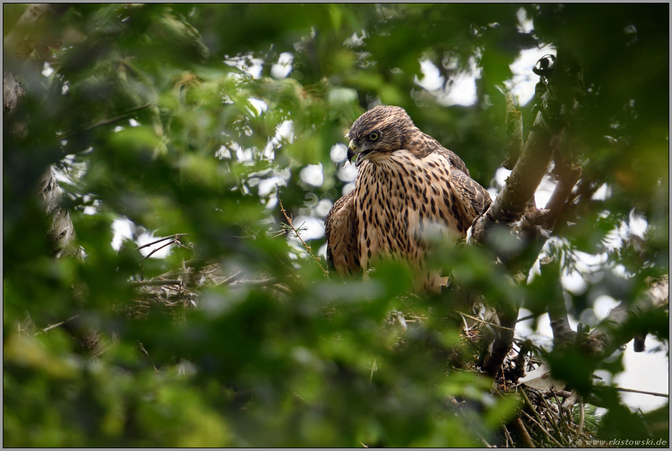 gefressen wird noch auf dem Horst... Habicht *Accipiter gentilis*, Ästling in Abwehrhaltung, deutet manteln an