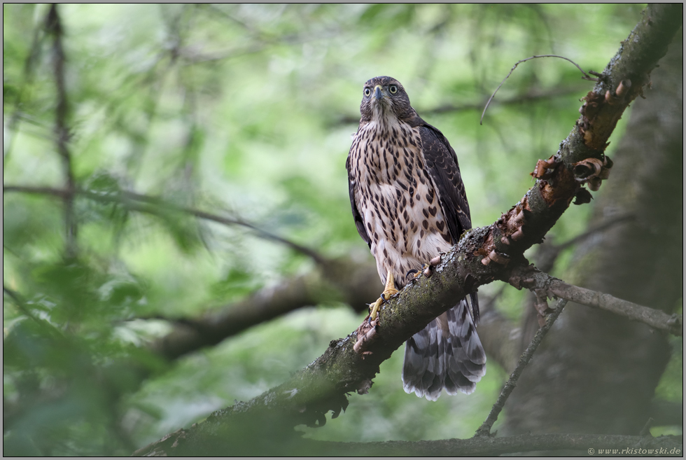 unerfahren... Habicht *Accipiter gentilis*, aufmerksamer Jungvogel blickt in den Wald, frontale Aufnahme