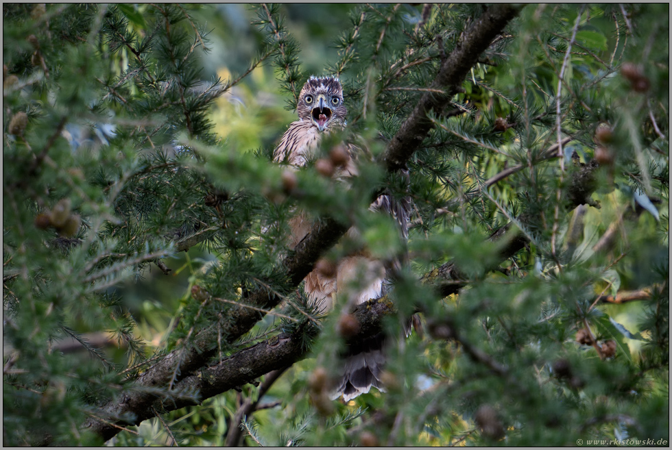 Schreihals... Habicht *Accipiter gentilis*, junger Habicht bettelt, um gefüttert zu werden