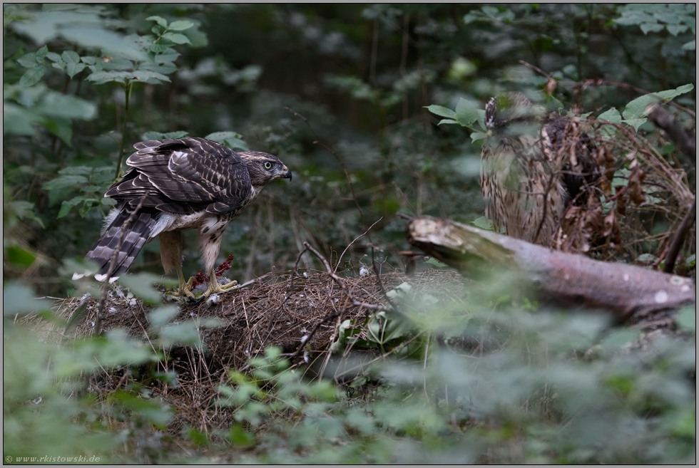 einer schaut zu...  Habicht *Accipiter gentilis*, Jungvögel am Rupfplatz, Rothabicht frisst Beute