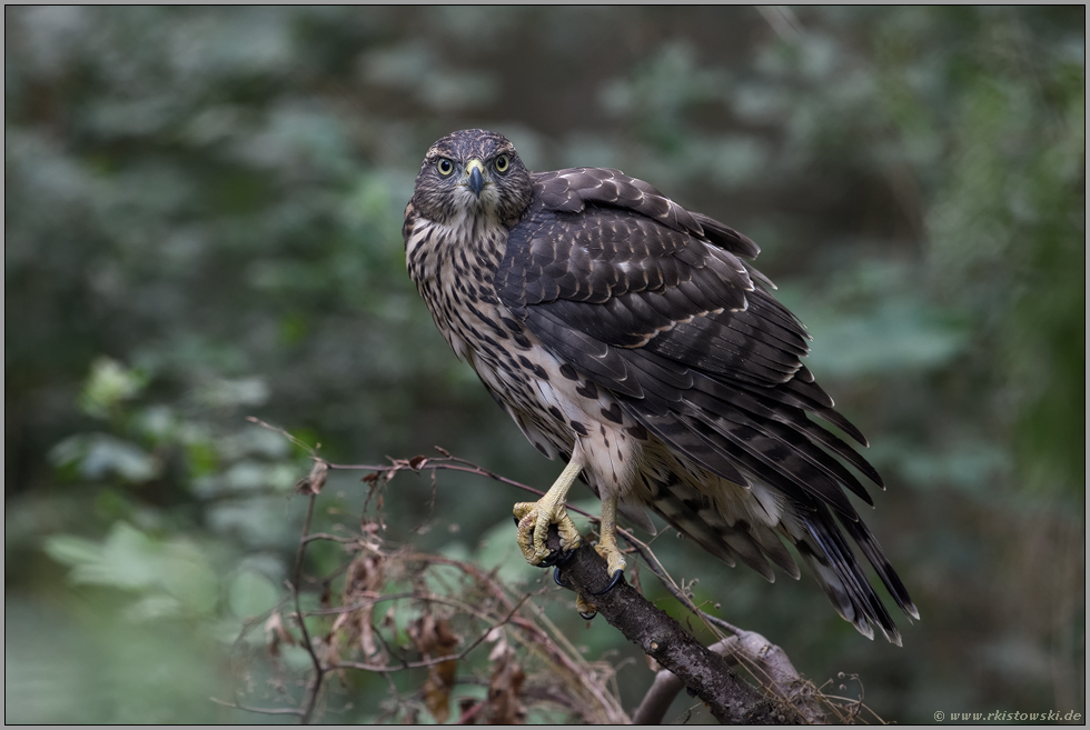 Blickkontakt... Habicht *Accipiter gentilis*, junger Habicht auf bodennaher Sitzwarte im Wald