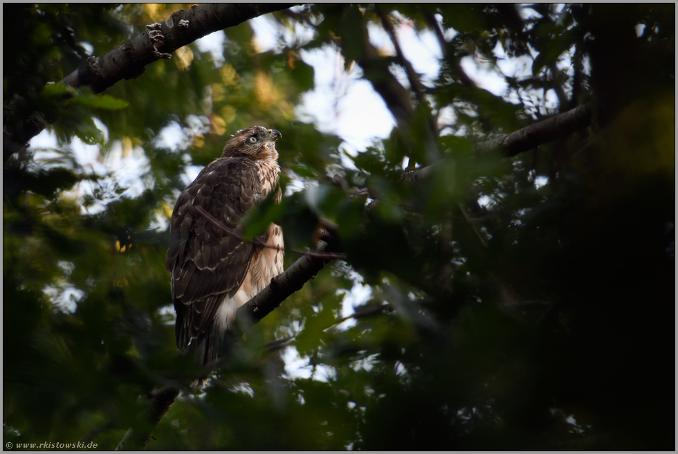 Himmelsstürmer... Habicht *Accipiter gentilis*,  flügger Jungvogel, Rothabicht in den Baumkronen