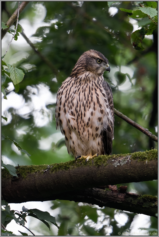 gerahmt von Blättern...  Habicht *Accipiter gentilis*, Jungvogel im Wald