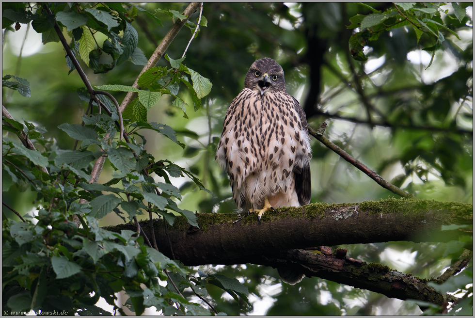 schimpfend... Habicht *Accipiter gentilis*, flügger Jungvogel, Rothabicht sitzt im Baum, ruft fordernd