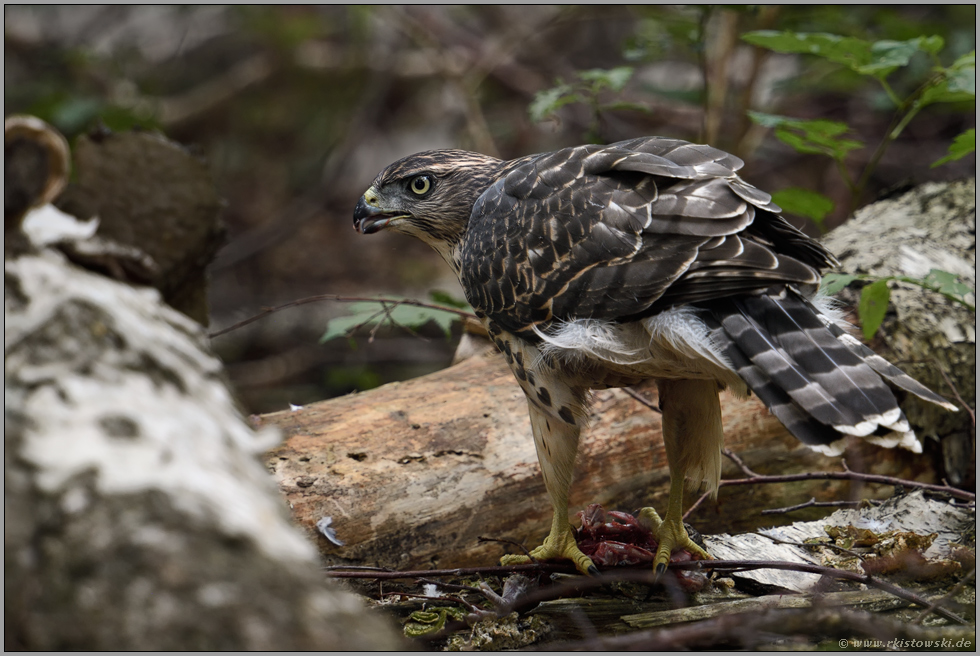 fressend... Habicht *Accipiter gentilis*,  Jungvogel auf einer Waldlichtung am Boden mit Beute