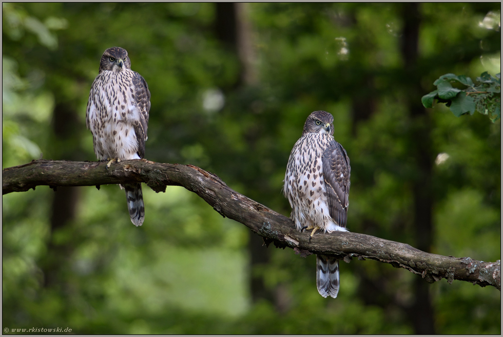 wie die Hühner auf der Stange...  Habicht *Accipiter gentilis*, flügge Jungvögel im Wald