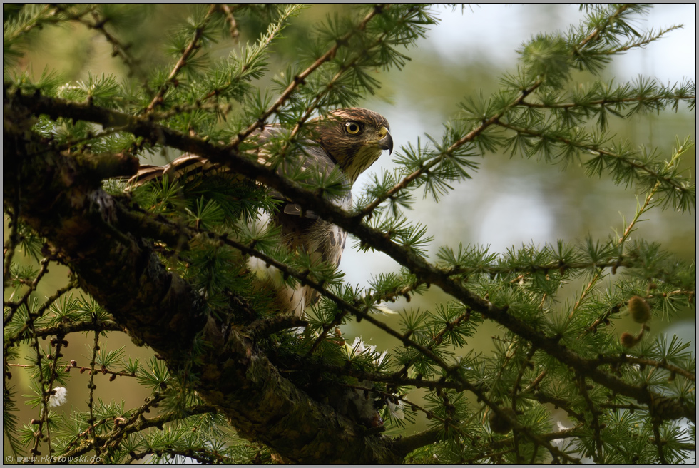 Leben im Verborgenen... Habicht *Accipiter gentilis* sitzt in einer Lärche, hatte Jagderfolg, mit Beute in den Fängen